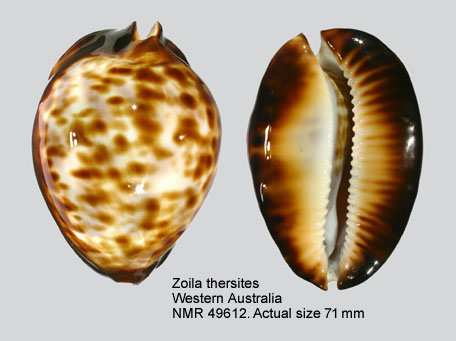 Zoila thersites.jpg - Zoila thersites(Gaskoin,1849)